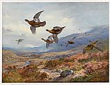 Grouse Over the Burn by Archibald Thorburn